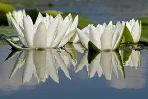 Fragrant water lily (Nymphaea odorata) flowers on Lake Skadar, Lake Skadar National Park
