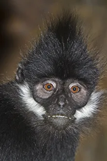 Francois Langur (Trachypithecus francoisi) captive from Southern China and NE Vietnam