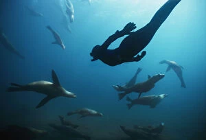Images Dated 2nd September 2010: Free diver swimming amongst Californian sealions (Zalophus californianus) Anacapa Island