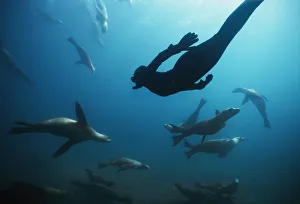 Free diver swimming amongst Californian sealions (Zalophus californianus) Anacapa Island