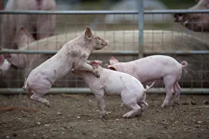 Free range Domestic pig (Sus scrofa domesticus) piglets play fighting, UK, August 2010