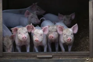 Free range Domestic pig (Sus scrofa domesticus) four piglets at four weeks, UK, July 2010