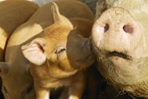 Free range organic piglet sniffing mother, Wiltshire, UK