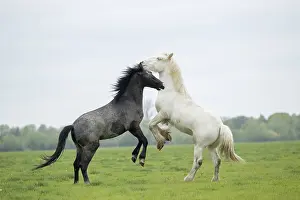 Play Fights Prints: Free roaming Gypsy Vanner colt/horse (right) playfighting with another colt