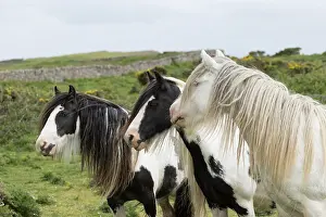 Three free roaming Gypsy Vanner horses - two piebald mares and a golden stallion, portrait, Gower Peninsula, Wales, UK. May