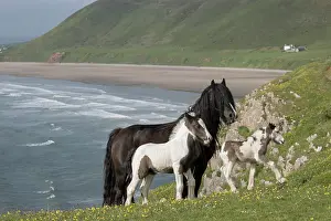 Foals Prints: Free roaming Gypsy Vanner mare with two colts