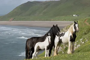 Foals Prints: Two free roaming Gypsy Vanner mares and a colt