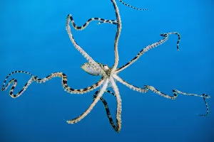 Alex Mustard 2021 Update Gallery: Free swimming mimic octopus (Thaumoctopus mimicus). Bitung, North Sulawesi, Indonesia