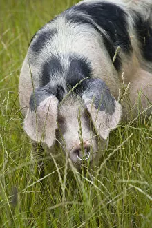 Freerange Gloucester old spot domestic pig (Sus scrofa domestica) portrait with ears covering eyes