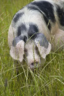 Suids Prints: Freerange Gloucester old spot domestic pig (Sus scrofa domestica) portrait with ears covering eyes