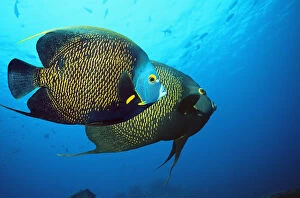French angelfish (Pomacanthus paru). Bonaire, Netherlands Antilles, Caribbean