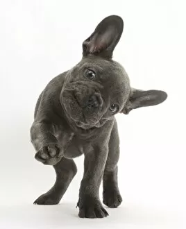Images Dated 16th January 2015: French bulldog with head on side and paw raised