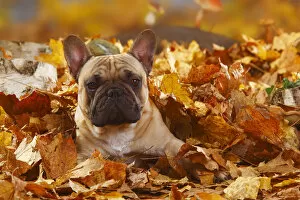 French Bulldog, portrait lying in autumn foliage