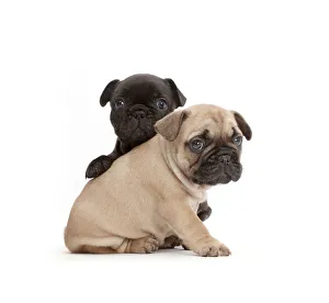Friendship Collection: French Bulldog puppies, age 5 weeks