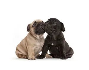Friendship Collection: French Bulldog puppies, age 5 weeks
