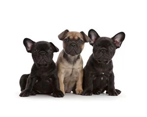 Images Dated 5th September 2017: Three French Bulldog puppies, age 6 weeks, sitting in a row