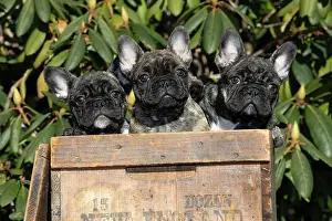 Adorable Prints: Three French bulldog puppies sitting in a box, portrait, Haddam, Connecticut, USA. January