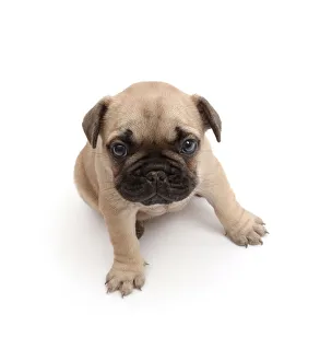 Images Dated 1st July 2016: French Bulldog puppy, age 5 weeks