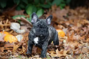 Eastern Usa Prints: French bulldog puppy, portrait, Haddam, Connecticut, USA. January