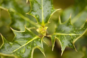 Fresh leaves of Holly (Ilex aquilfolium) with rain drops in spring, Beinn Eighe NNR