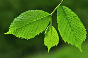 Images Dated 20th May 2012: Fresh Wych elm (Ulmus glabra) leaves in spring. Dorset, UK May