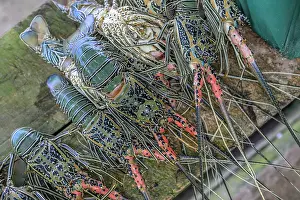 Environment Prints: Several freshly caught Painted spiny lobsters (Panulirus versicolor) at market