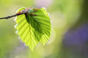 Fagaceae Prints: Freshly emerged Beech (Fagus sylvatica) leaves in spring