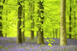 Asparagaceae Prints: Freshly emerged Beech (Fagus sylvatica) leaves in woodland with Bluebells (Hyacinthoides non-scripta)