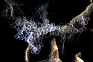 Japan Prints: Freshly spawned eggs of Hound needlefish (Tylosurus crocodilus)