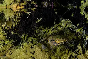 Lazio Prints: Freshwater crab (Potamon fluviatile) feeding on newly hatched Common toad (Bufo bufo) tadpoles at night