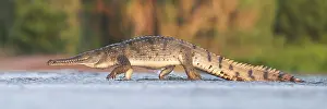 Crossing The Road Prints: Freshwater crocodile (Crocodylus johnstoni) crossing a flooded road