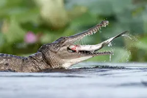 Crocodilian Prints: Freshwater crocodile (Crocodylus johnstoni) devouring a large Tarpon (Megalops cyprinoides)