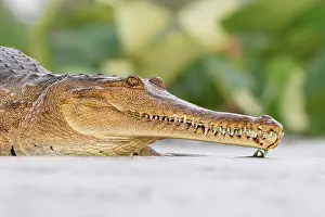 Crocodilian Prints: Freshwater crocodile (Crocodylus johnstoni) moving through shallow water