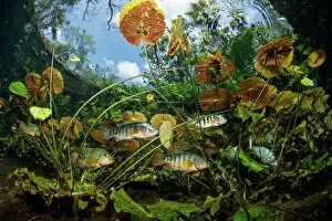Perciformes Gallery: Freshwater fishes including Cichlid between water plants and leaves. Cenote Nicte-Ha