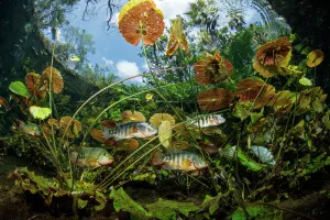 2019 July Highlights Collection: Freshwater fishes including Cichlid between water plants and leaves. Cenote Nicte-Ha