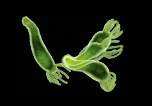 Freshwater green hydra (Hydra viridissima) moving over a petri dish. Green colour comes from the symbiotic relationship