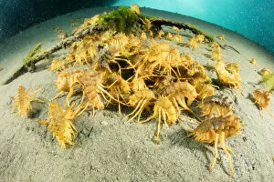 Amphipoda Gallery: Freshwater isopods (Acanthogammarus victorii) feeding on seabed, Lake Baikal, Siberia, Russia