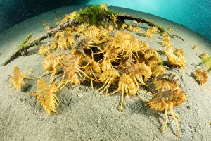 Freshwater isopods (Acanthogammarus victorii) feeding on seabed, Lake Baikal, Siberia, Russia