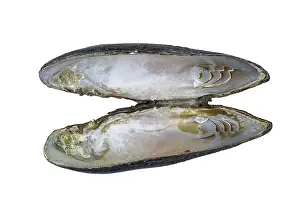 White Background Prints: Freshwater pearl mussel (Margaritifera margaritifera) shell interior showing mother of pearl and abductor scars