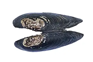 White Background Prints: Freshwater pearl mussel (Margaritifera margaritifera) shell