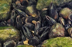 Images Dated 15th October 2011: Freshwater pearl mussels (Margaritifera margaritifera) on river bed, Ennerdale Valley