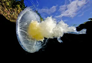 Scyphozoa Prints: Fried egg jellyfish (Phacellophora camtschatica) viewed from below; Browning Pass