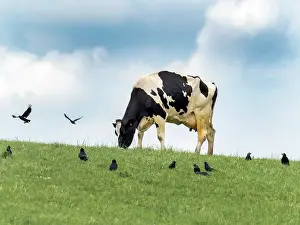 Grazing Prints: Friesian cow grazing in field surrounded by Rooks (Corvus frugilegus) and Jackdaws (Corvus monedula)