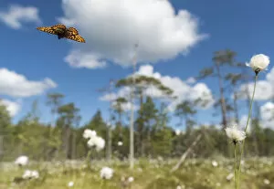Frigga Fritillary (Boloria frigga) in habitat over cotton grass (Eriophorum) Finland