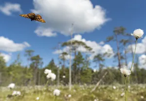 Sedge Plants Prints: Frigga Fritillary (Boloria frigga) in habitat over cotton grass (Eriophorum) Finland