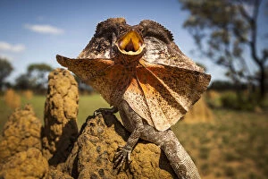 Images Dated 2013 November: Frill-neck Lizard (Chlamydosaurus kingii), displays on a termite mound. Northern Territory