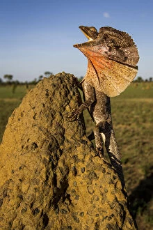 Agamidae Gallery: Frill-neck Lizard (Chlamydosaurus kingii), displays on a termite mound. Northern Territory