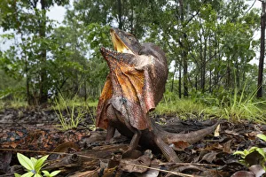 Agamidae Gallery: Frill-neck lizard (Chlamydosaurus kingii), defensive posture warning photographer not to