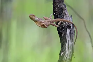 Agamidae Prints: Frill-necked dragon (Chlamydosaurus kingii) gravid female