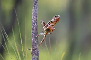 Reptile Prints: Frill-necked dragon (Chlamydosaurus kingii) leaping from a perch to capture invertebrate prey